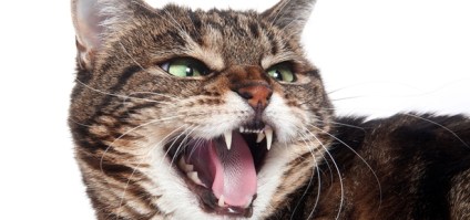 cattoothcare